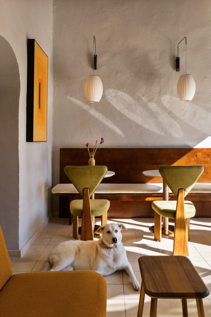Dog resting beside green chairs in a sunlit cafe seating area.